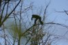 Yeti in a tree.jpg