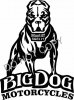 Mastiff 1.jpg