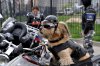 PAY-Stitch-the-Shih-Tzu.jpg