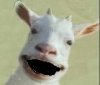 goat.jpeg