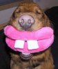 A Happy Big Dog!.jpg