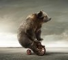 Funny-Bear-Riding-Bicycle.jpg