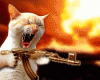frenzy-cat.gif