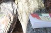 My Bible, my backpack and the log I set against.jpg