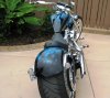 Mastiff 079.jpg