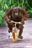 ape bike.jpg