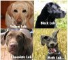 dogs.jpg