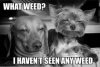 dogs2.jpg