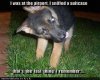 dogs4.jpg