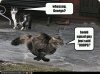 dogs5.jpg