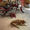 rwsbigdog