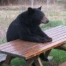 bearman