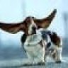 prizepup