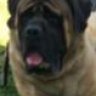 Brutus