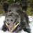 Wildboar